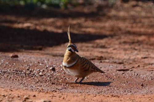 Colombine plumifère