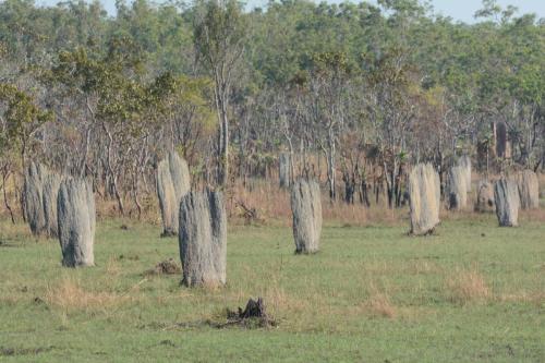 Termitières de termites magnétiques qui construisent sur l'axe nord-sud