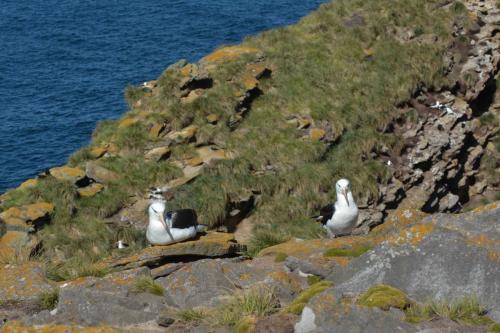 Albatros à sourcils noirs