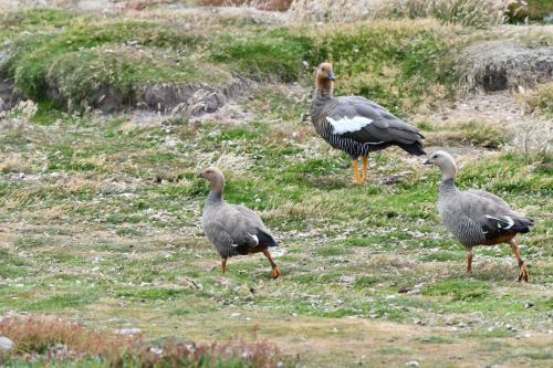 Ouette de Magellan et 2 Ouettes à tête rousse