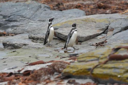 Manchots de Magellan