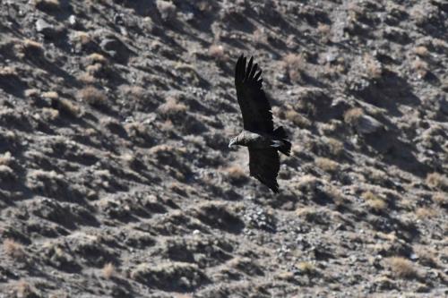 Condor des Andes (immature)