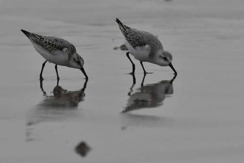 Bécasseaux Sanderlings, plage de Pontaillac