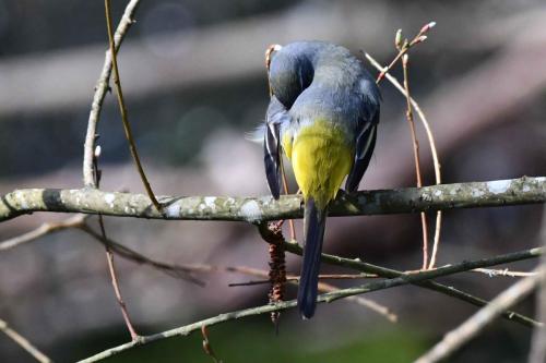 Bergeronnette des ruisseaux (mâle)