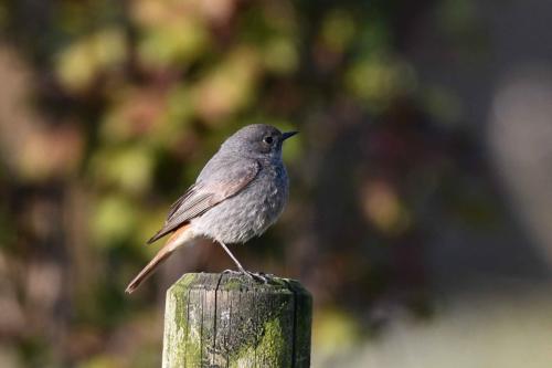 Rougequeue noir (femelle)