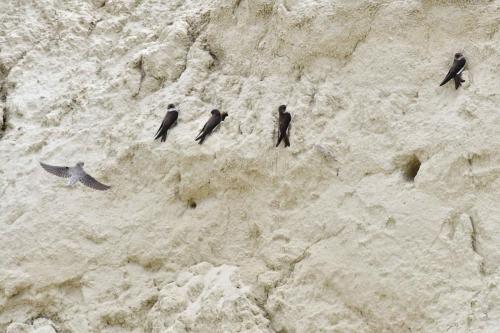 Hirondelles de rivage