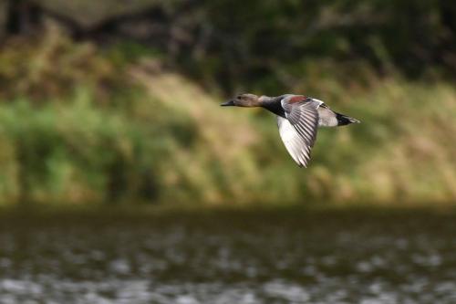Canard chipeau