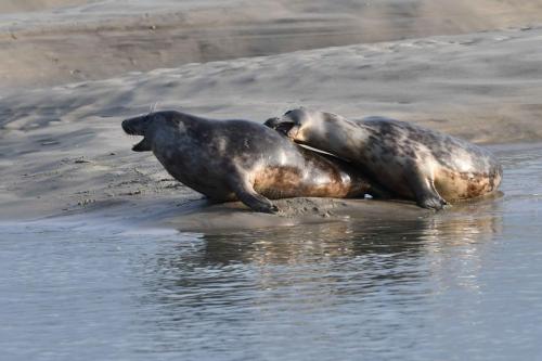 Phoques gris