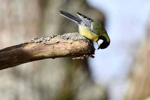 Mésange charbonnière