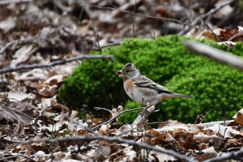 Pinson du Nord (femelle)