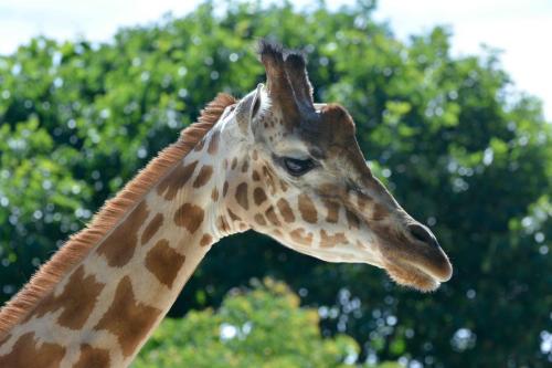 Girafe de l'Afrique de l'ouest