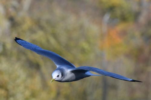 Mouette tridactyle (adulte)