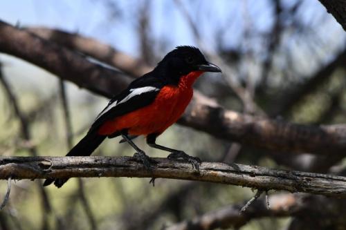 Gonolek rouge et noir