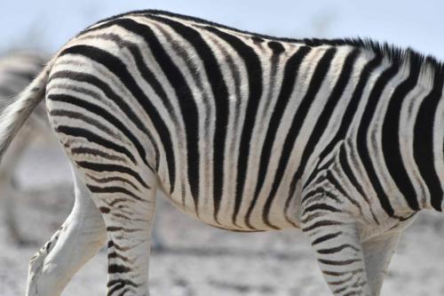 Zèbre de Burchell