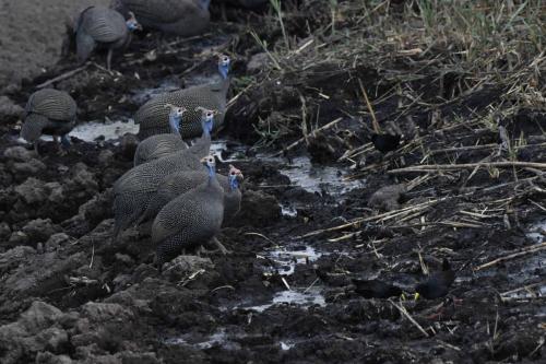 Pintades de Numidie et Marouettes à bec jaune