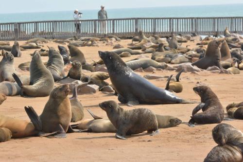 Otaries à fourrure d'Afrique du Sud