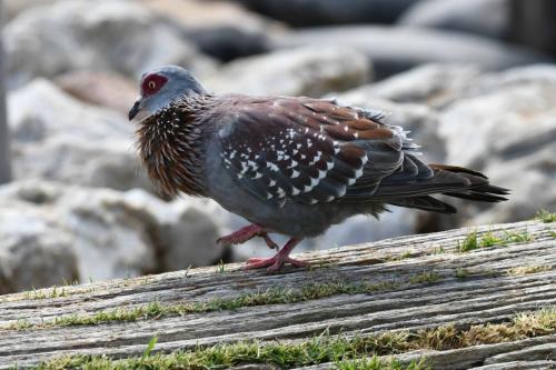 Pigeon roussard