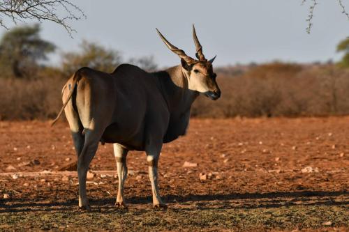 Eland du Cap