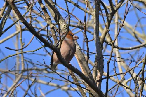 Grosbec casse-noyaux