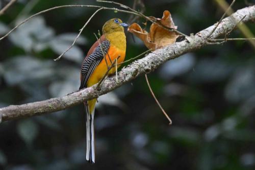 Trogon à poitrine jaune