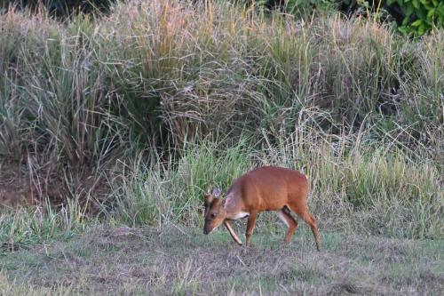 Muntjac indien
