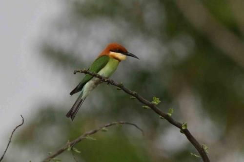 Guêpier de Leschenault