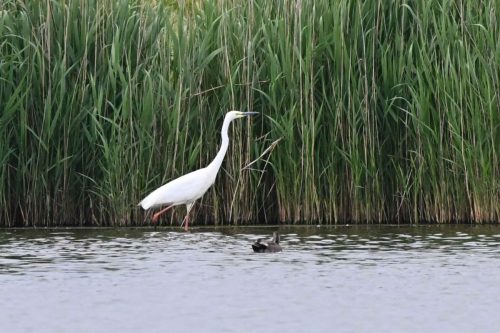 Grande aigrette