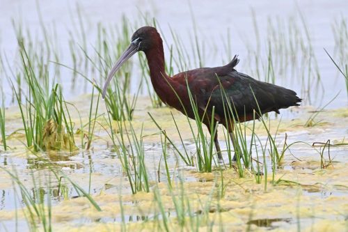 Ibis falcinelle