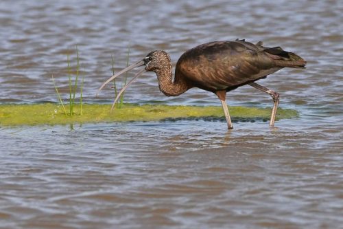 Ibis falcinelle