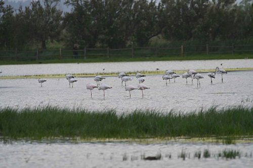 Flamants roses