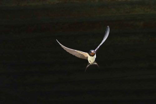 Hirondelle rustique