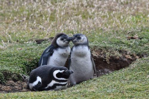 Manchots de Magellan