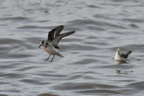 Phalaropes à bec large