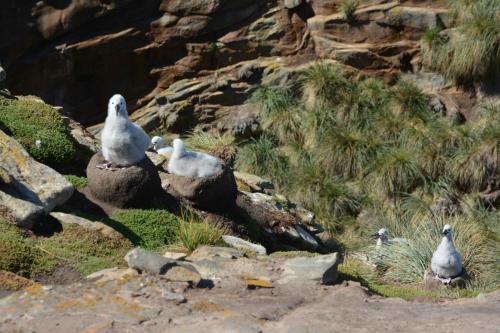 Albatros à sourcils noirs