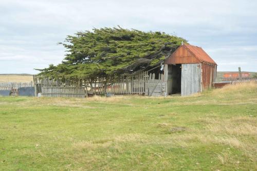 Monterey Cypress (Cupressus macrocarpa)