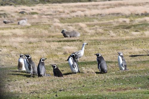 Manchots de Magellan et Ouette de Magellan