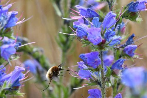 Grand Bombyle (Bombylius major)