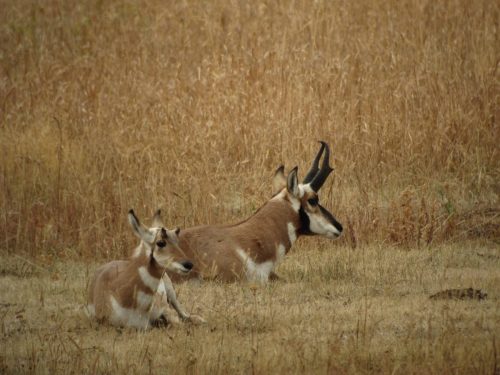 Antilopes Pronghorns