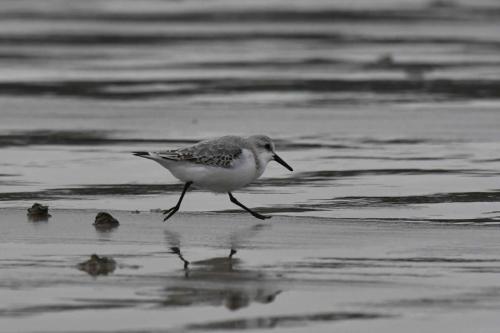 Bécasseau Sanderling, plage de Pontaillac