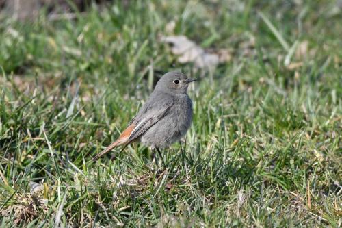 Rougequeue noir (femelle)