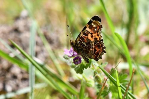 Carte géographique (Araschnia levana)