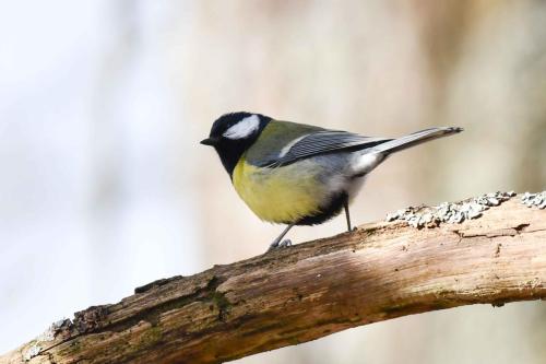 Mésange charbonnière