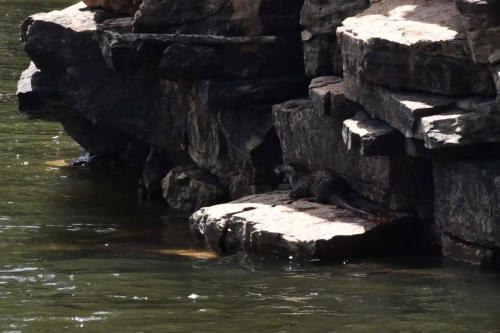 Loutre d'Europe sur le Rio Tajo à la Portilla del Tiètar
