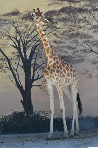 Girafe de l'Afrique de l'ouest