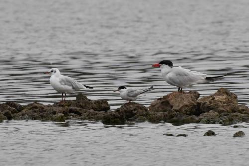 Mouette rieuse, sterne pierregarin et sterne caspienne