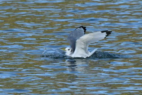Mouette tridactyle (adulte)