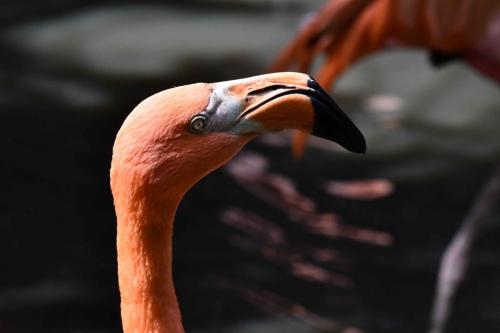 Flamant des Caraïbes