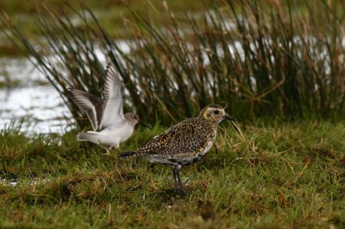 Pluvier doré et bécasseau variable