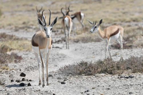 Springbok du Kalahari