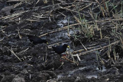 Marouettes à bec jaune